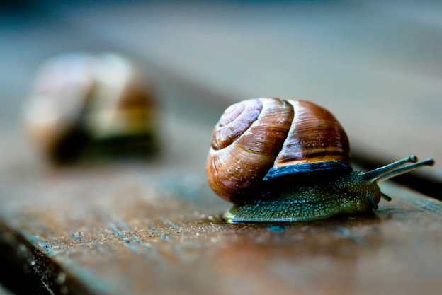 snails, slow writing, writers